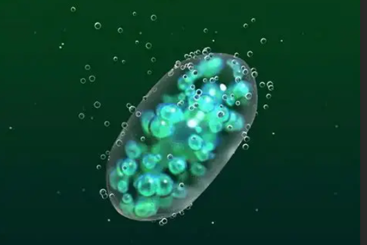 上海環(huán)保展|科學(xué)家研發(fā)新型”活體建材”:藍(lán)藻凝膠可高效固碳- 上海環(huán)保展|科學(xué)家研發(fā)新型”活體建材”:藍(lán)藻凝膠可高效固碳-